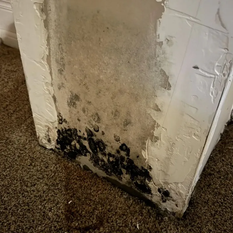 Professional Mold Removal in Tyler, TX
